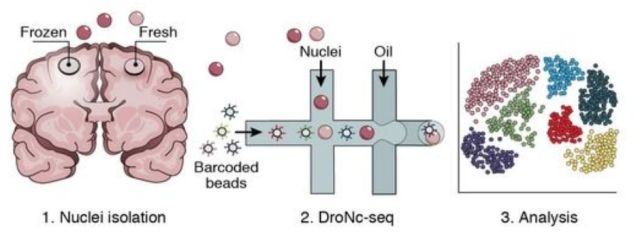 單細(xì)胞測序技術(shù)(single cell sequencing)