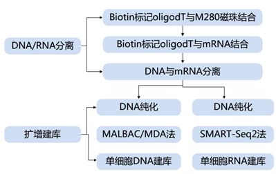 單細胞轉(zhuǎn)錄組測序的方法原理及應(yīng)用