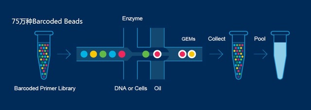 單細胞轉(zhuǎn)錄組測序(10x Genomics)詳解