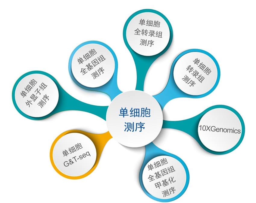 單細胞轉(zhuǎn)錄組測序(10x Genomics)詳解