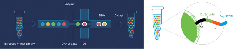 10X Genomics 單細胞轉錄組測序