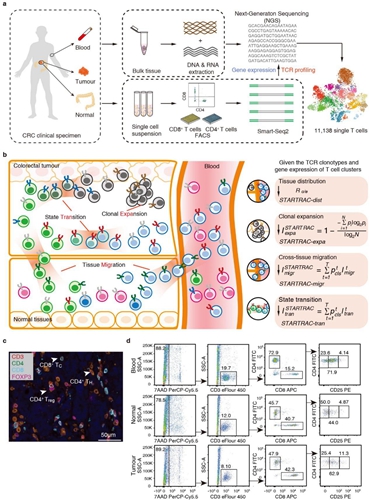 開發(fā)基于單細(xì)胞TCR的生物信息追蹤方法 揭示結(jié)直腸癌T細(xì)胞動(dòng)態(tài)變化