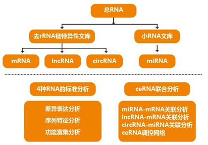 研究人員使用RNA-Seq來(lái)構(gòu)建致命盒子果凍的觸手轉(zhuǎn)錄組